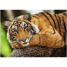 Puzzle 500 - Portret Tygrysa
